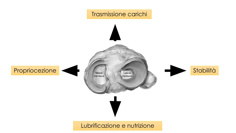 funzioni del menisco