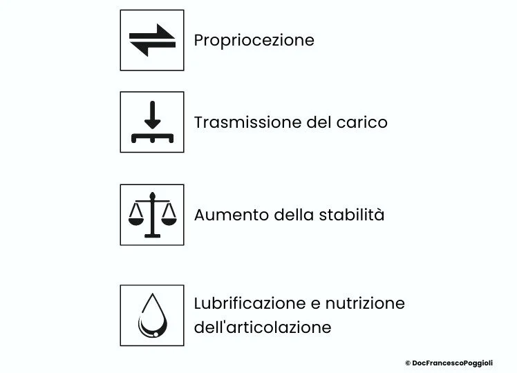 funzione-dei-menischi